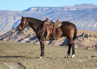 "Smoke " Buckskin Gelding Quarter Horse