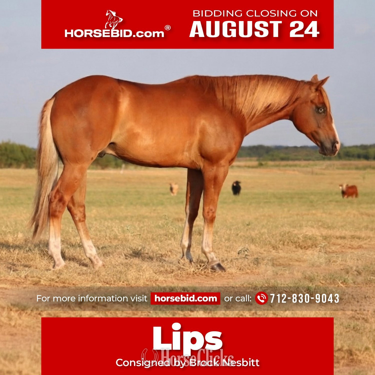 "Lips" Sorrel Gelding Quarter Horse in Texas