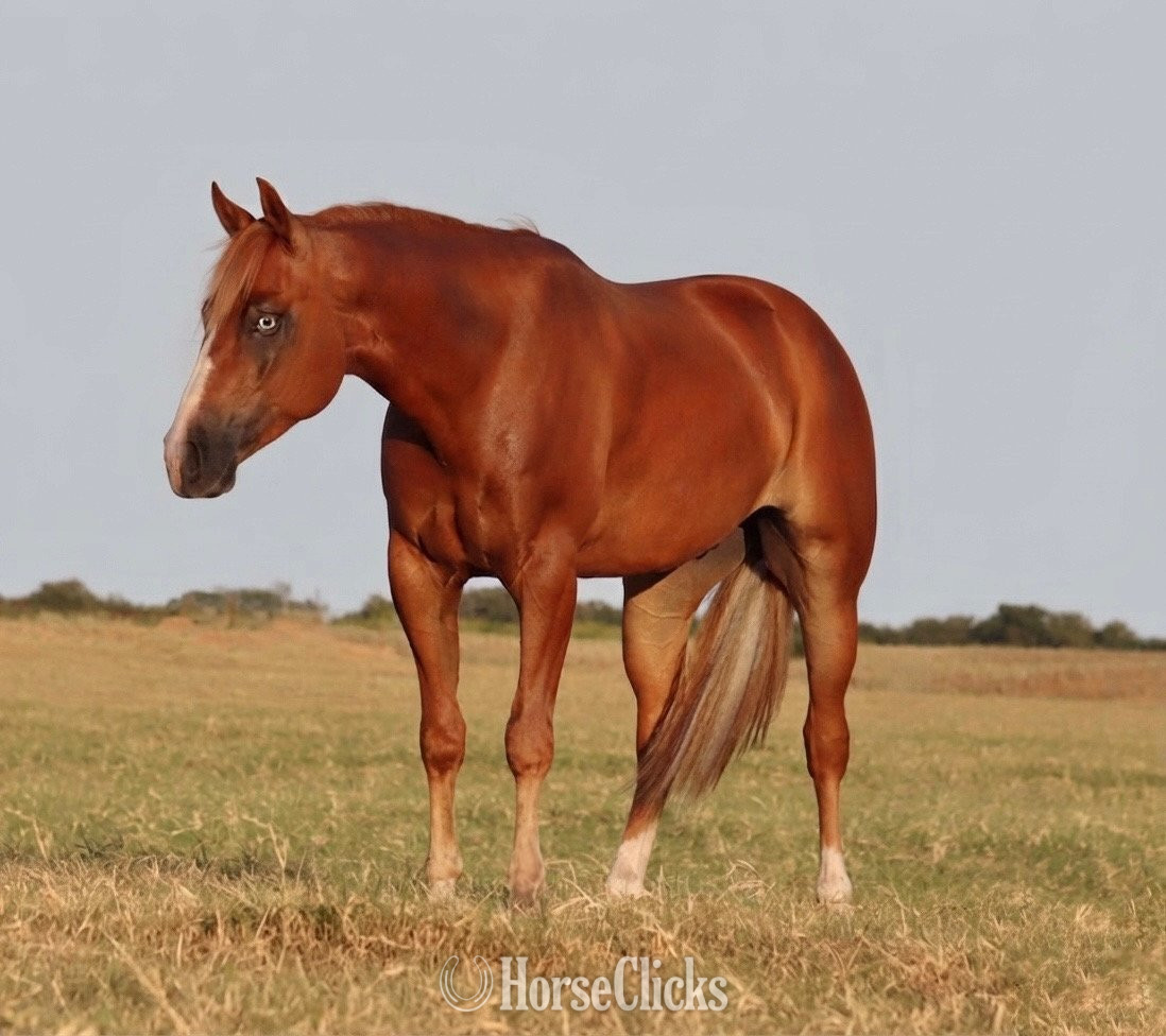 "Lips" Sorrel Gelding Quarter Horse