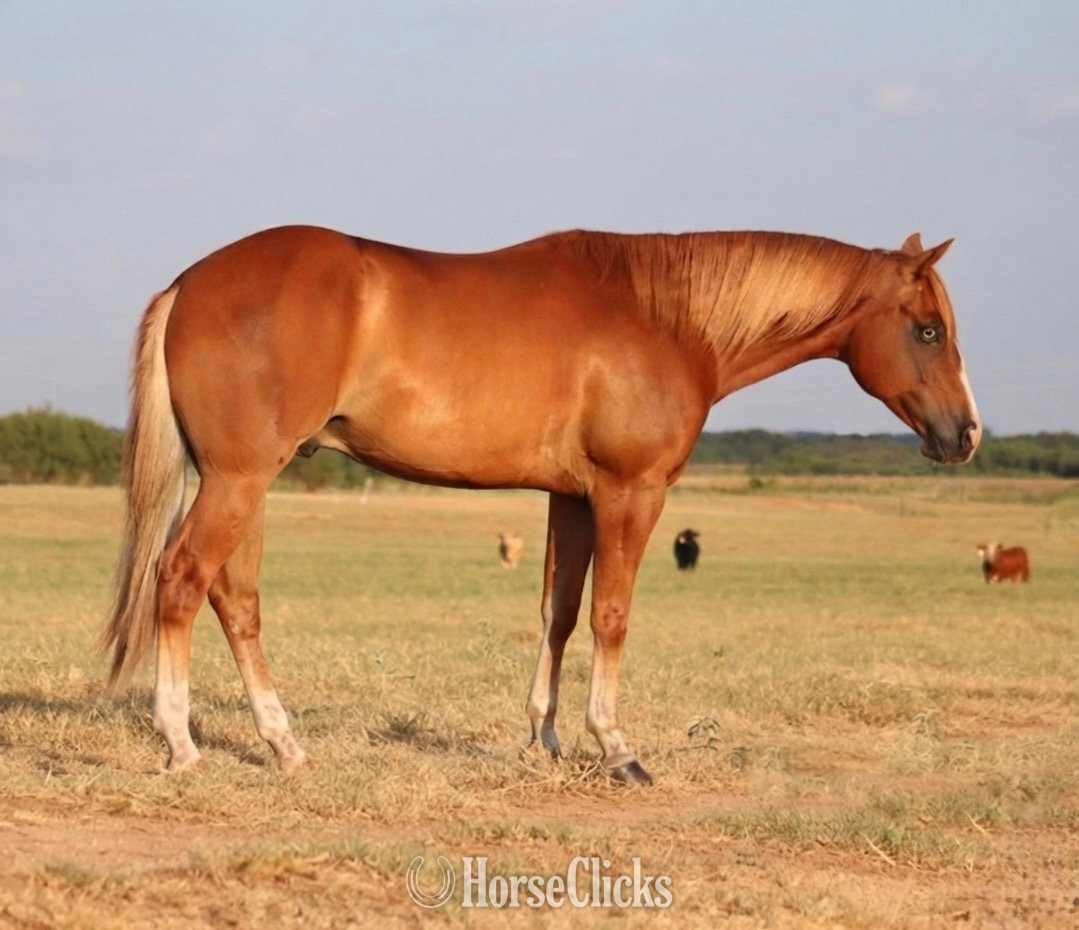 Texas "Lips" Sorrel Gelding Quarter Horse