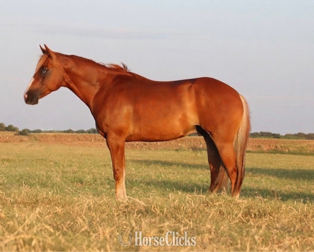 "Lips" Sorrel Gelding Quarter Horse Texas