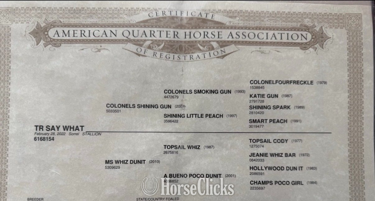 Quarter Horse - "Lips" Sorrel Gelding Quarter Horse in Texas