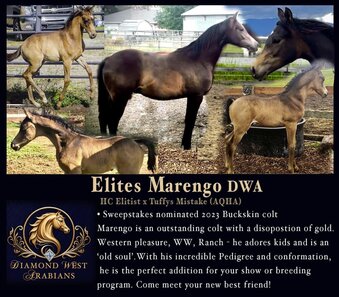 "Elites Marengo DWA" Buckskin Gelding Arabian