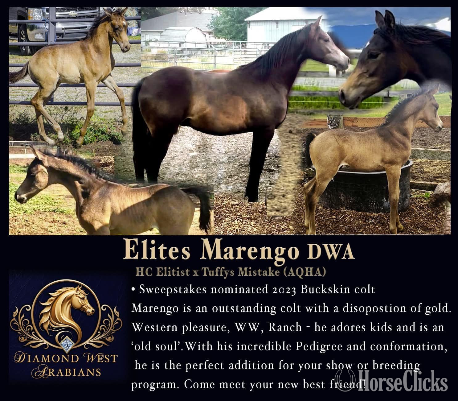 "Elites Marengo DWA" Buckskin Gelding Arabian in Idaho