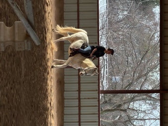 "Cloud"  Gelding POA