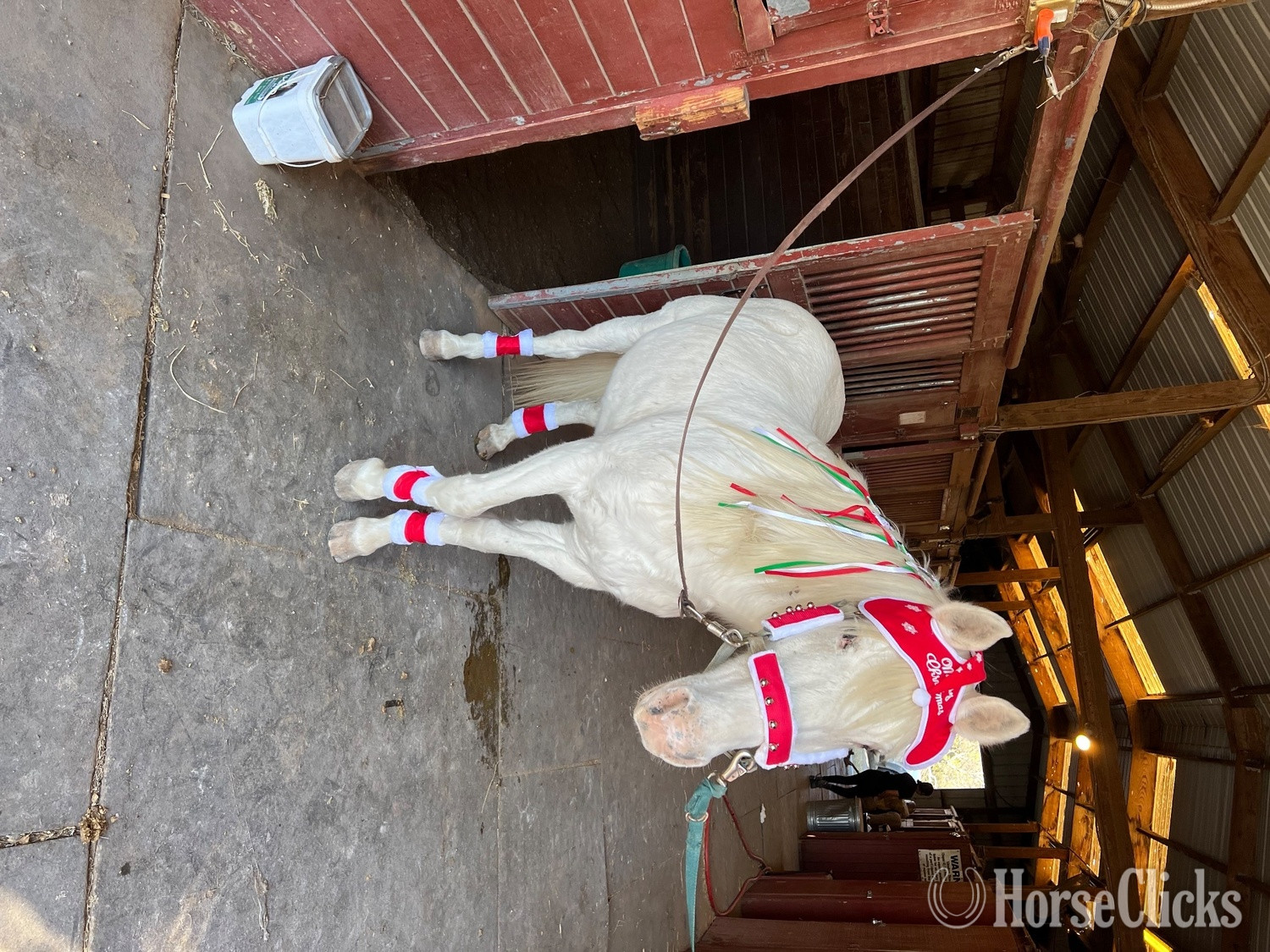 "Cloud"  Gelding POA