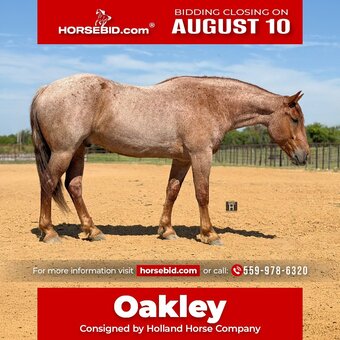 "Oakley " Red Roan Gelding Draft