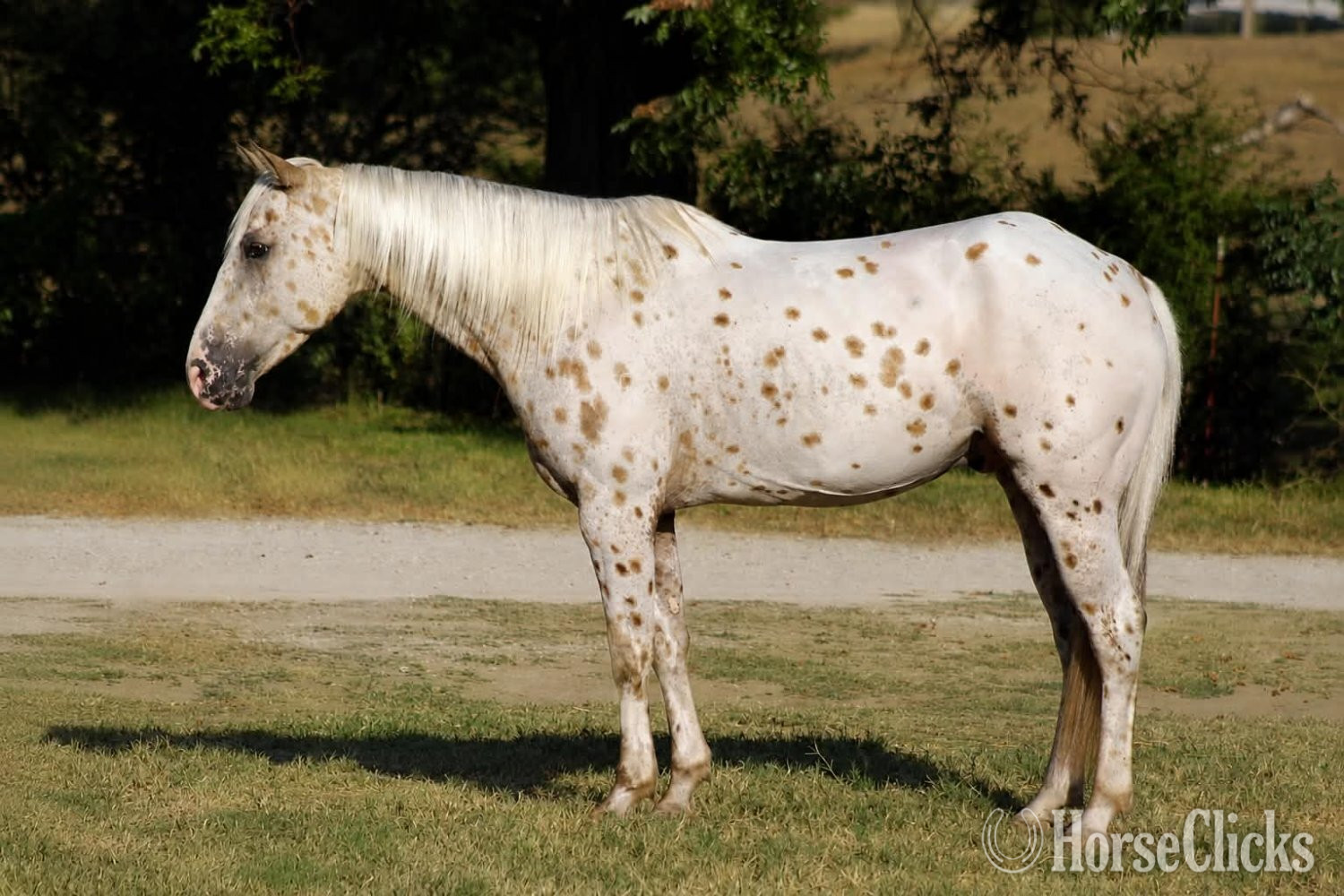 "BEX" Palomino Gelding Appaloosa - Appaloosa in Texas