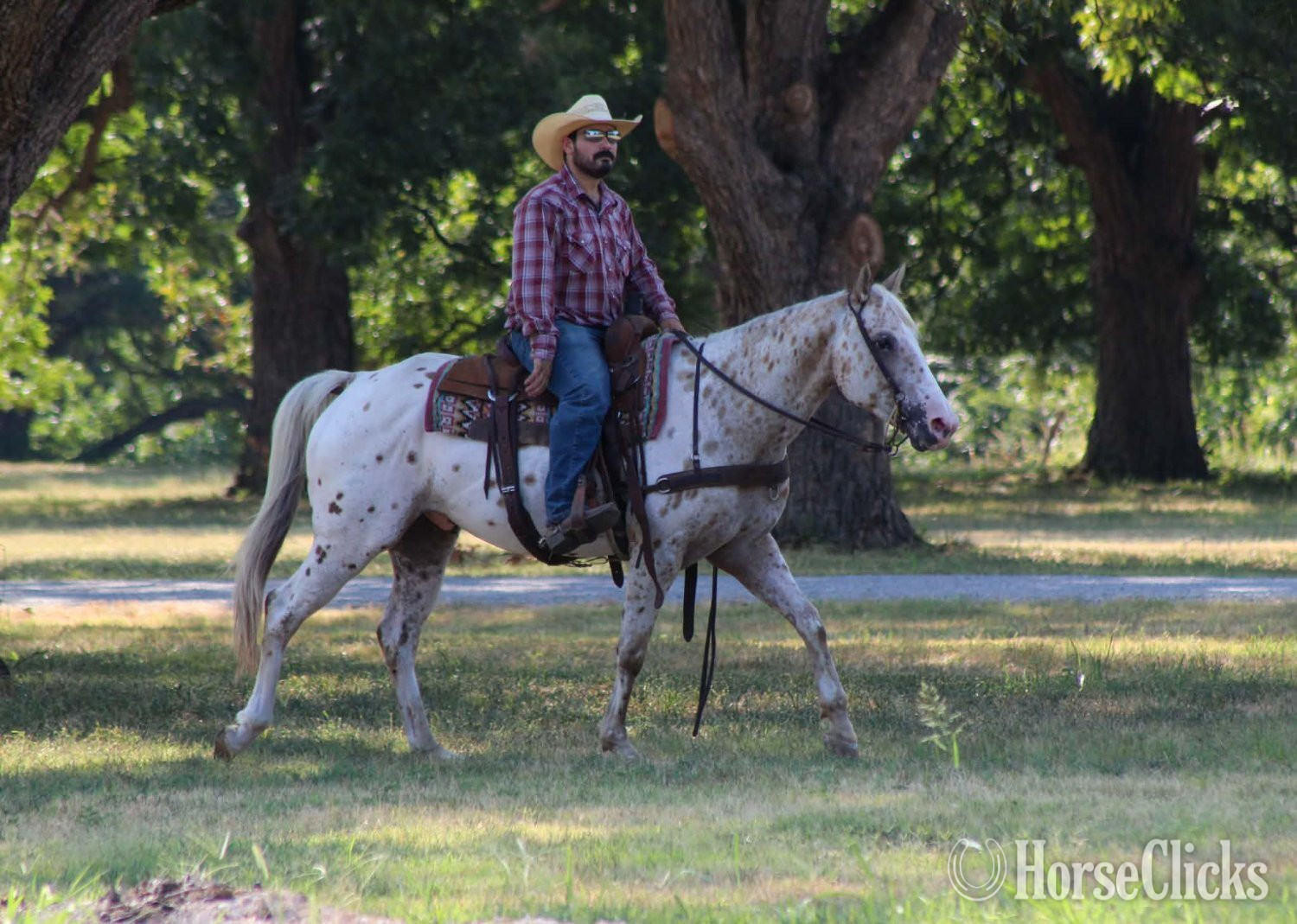 "BEX" Palomino Gelding Appaloosa - Appaloosa