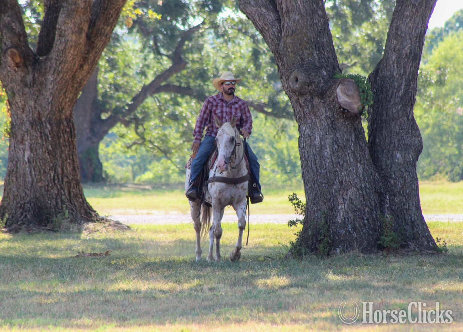"BEX" Palomino Gelding Appaloosa Texas