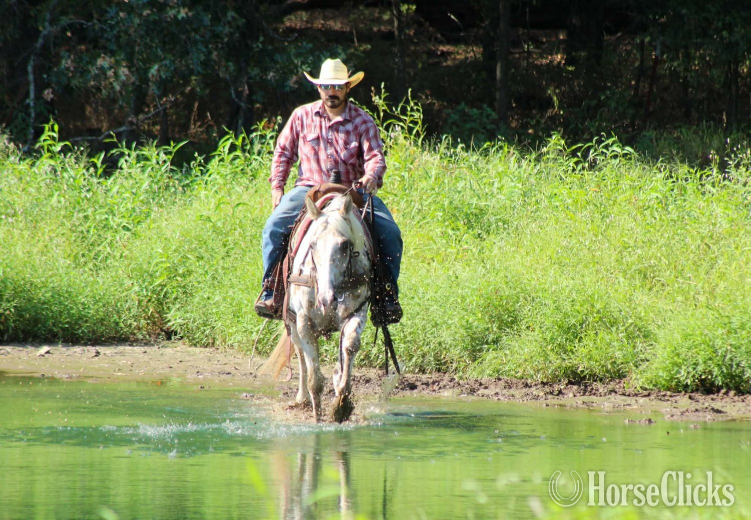 Appaloosa - "BEX" Palomino Gelding Appaloosa