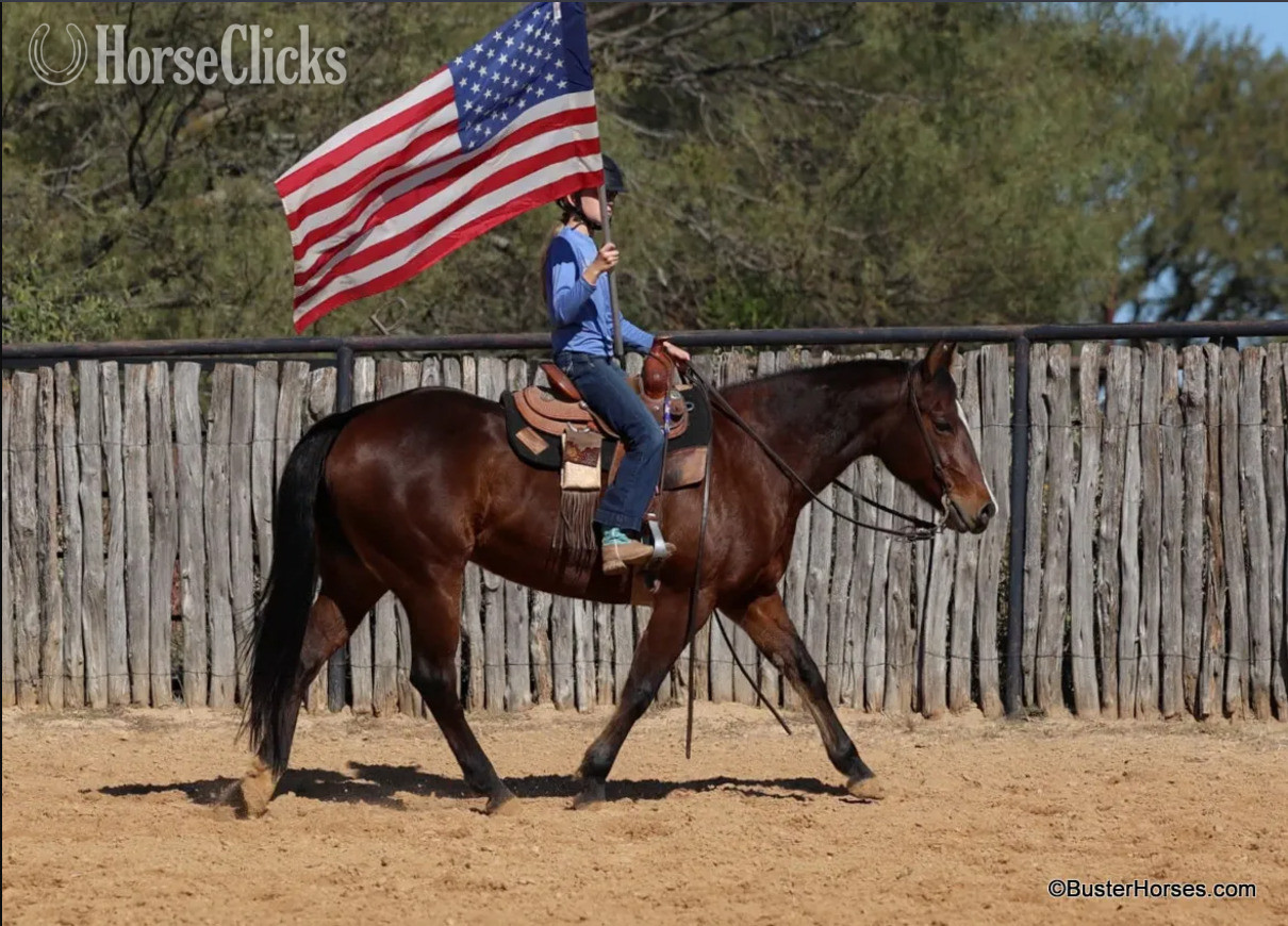 "Autumn"  Mare Quarter Horse in Texas