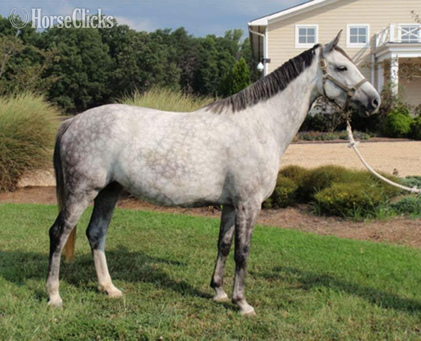 "Indigo" Grey Mare Holsteiner in Wisconsin