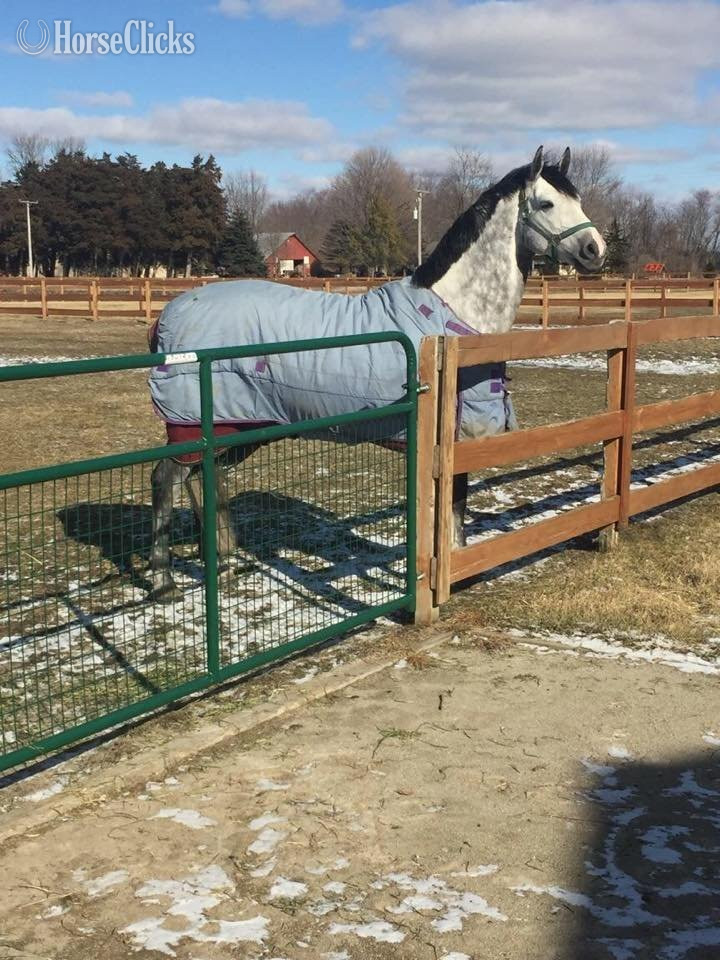 "Indigo" Grey Mare Holsteiner