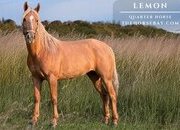 "Lemon" Palomino Mare Quarter Horse