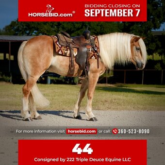 "44" Palomino Gelding Haflinger