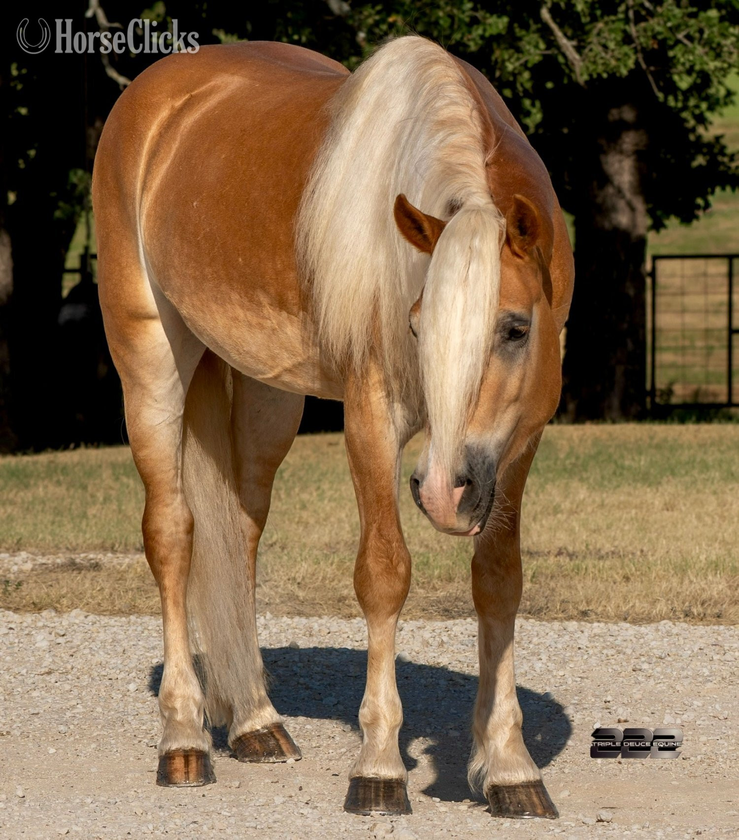 "44" Palomino Gelding Haflinger - Haflinger