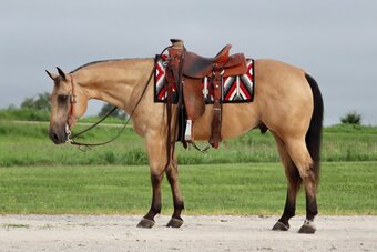 "Dale " Buckskin Gelding Quarter Horse