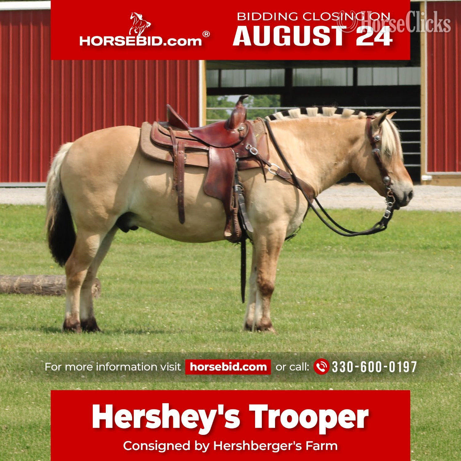 "Hershey's Trooper" Palomino Gelding Fjord in Ohio