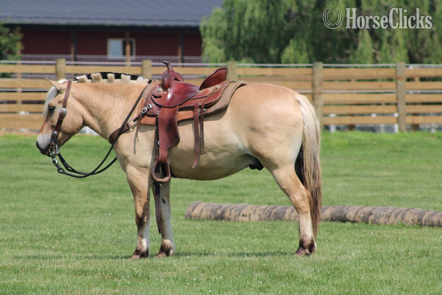 "Hershey's Trooper" Palomino Gelding Fjord