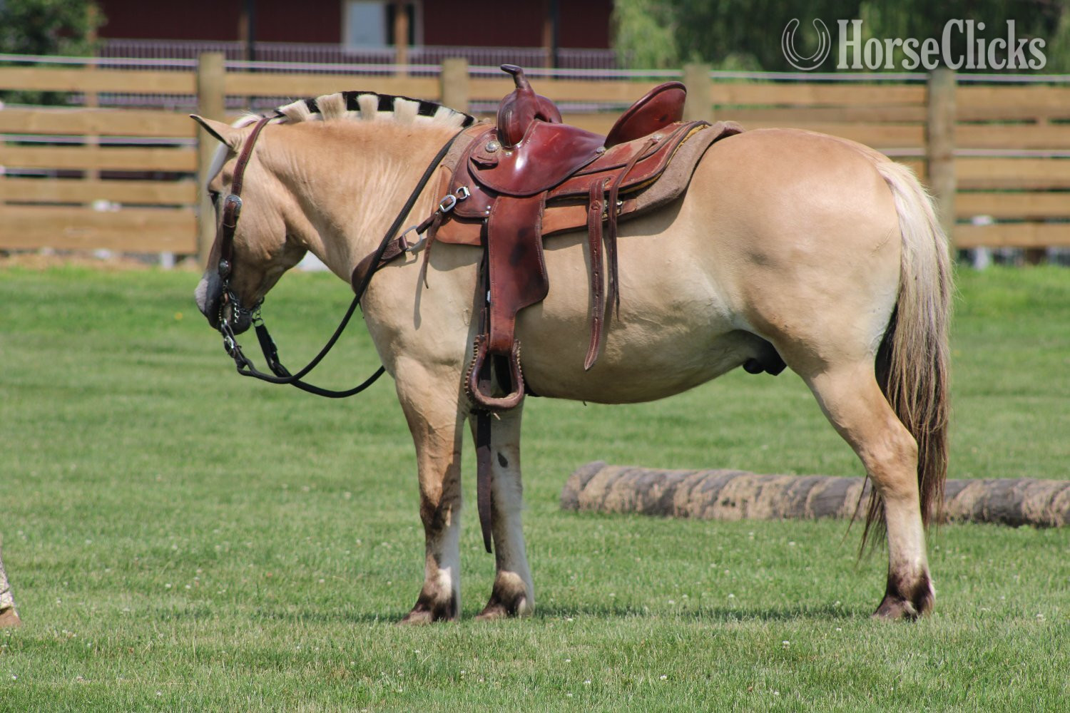 Ohio "Hershey's Trooper" Palomino Gelding Fjord