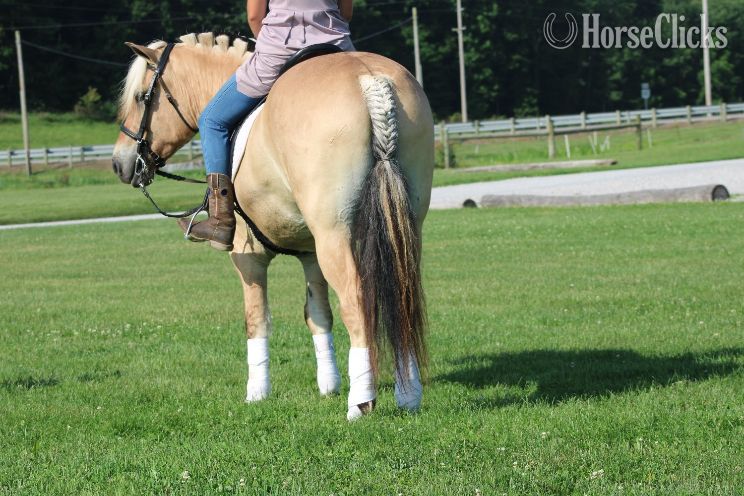 "Hershey's Trooper" Palomino Gelding Fjord - Fjord in Ohio