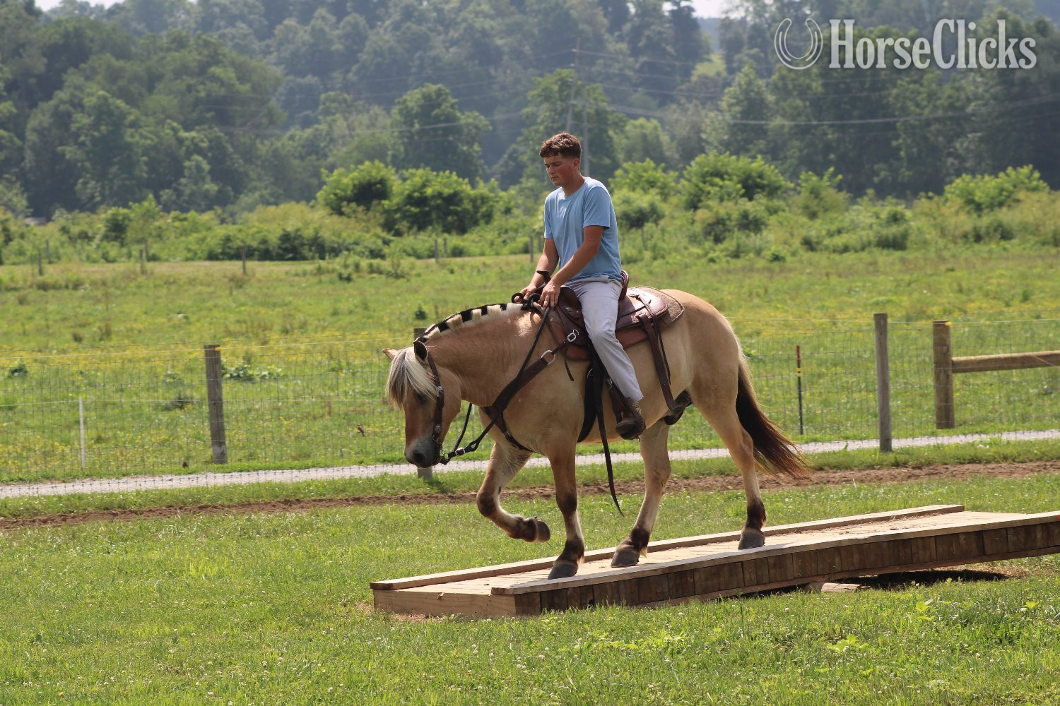 "Hershey's Trooper" Palomino Gelding Fjord - Fjord