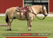 "Hershey's Trooper" Palomino Gelding Fjord