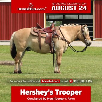 "Hershey's Trooper" Palomino Gelding Fjord