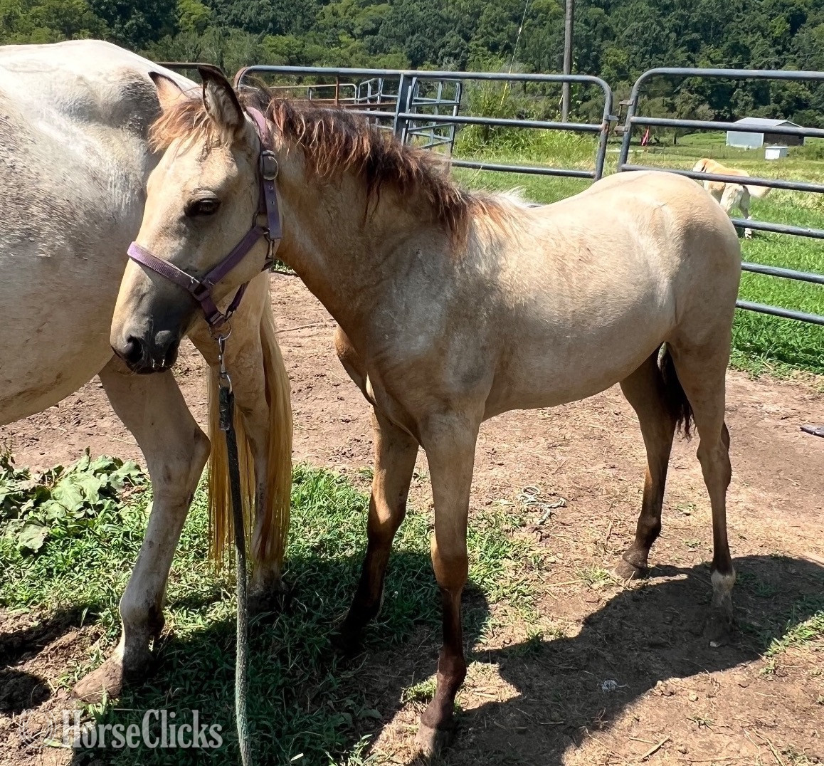 "Last Chance for Cash" Buckskin Filly Tennessee Walker in Tennessee