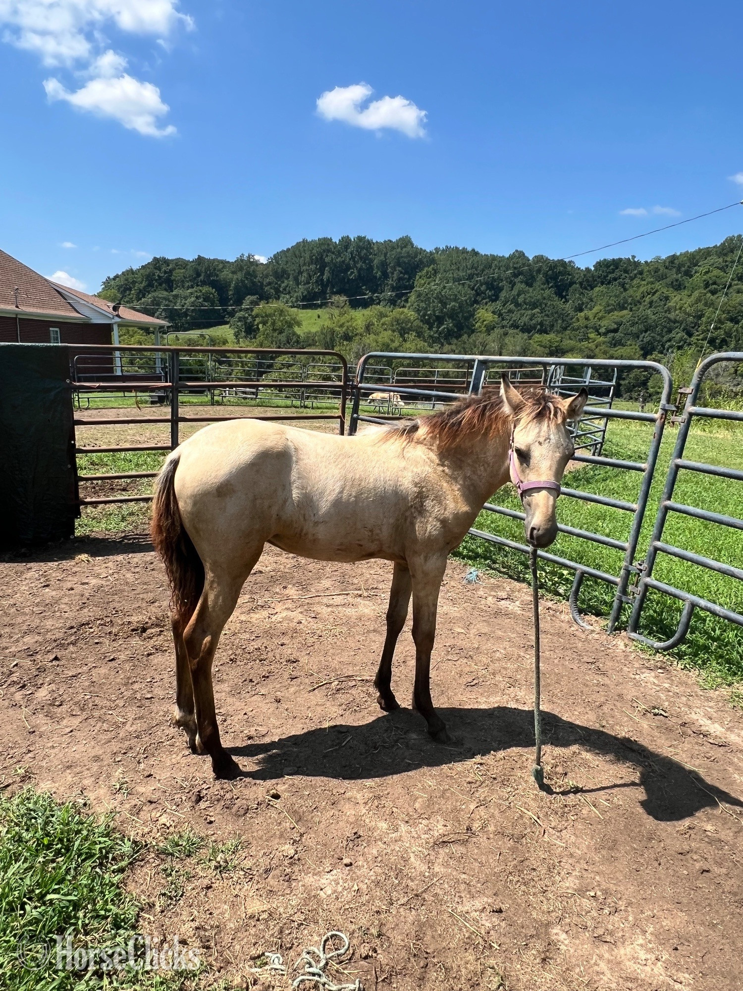 "Last Chance for Cash" Buckskin Filly Tennessee Walker