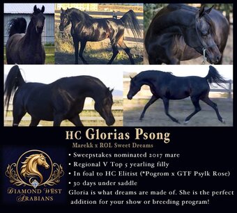 "HC Glorias Psong" Black Mare Arabian
