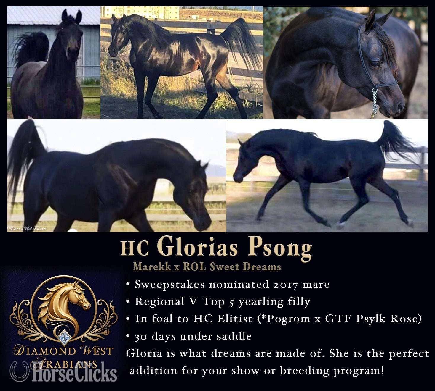 "HC Glorias Psong" Black Mare Arabian in Idaho