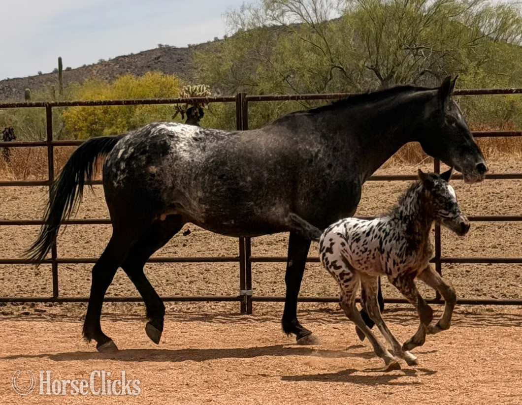 "RT's Thunderstorm" Bay Colt Appaloosa in Arizona