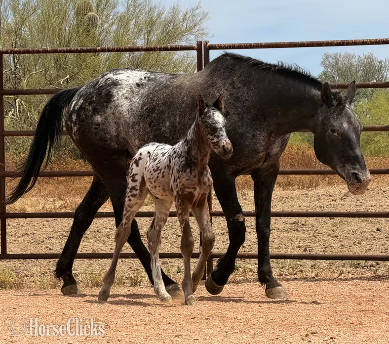"RT's Thunderstorm" Bay Colt Appaloosa