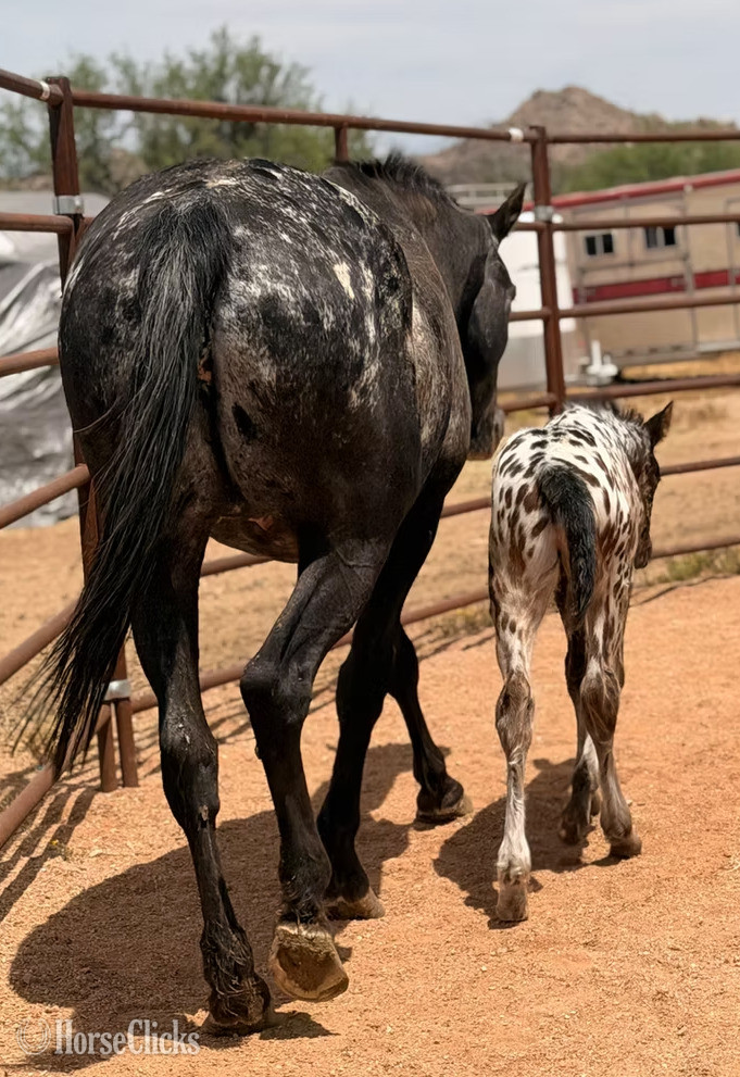 Arizona "RT's Thunderstorm" Bay Colt Appaloosa