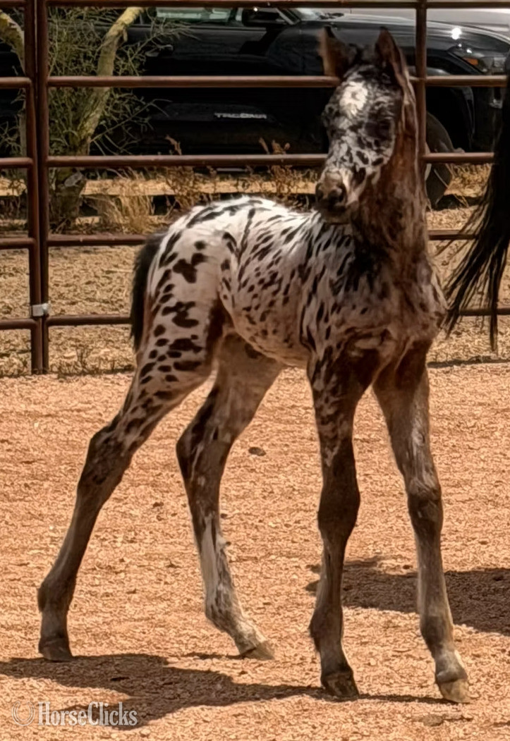 "RT's Thunderstorm" Bay Colt Appaloosa - Appaloosa in Arizona