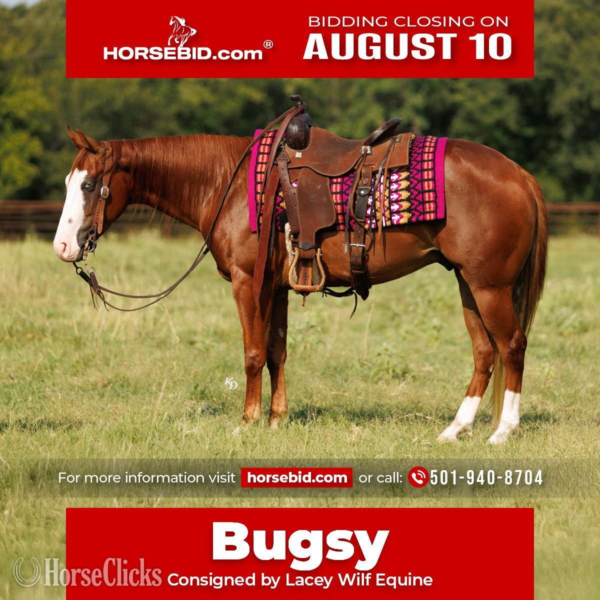 "Bugsy" Sorrel Gelding Quarter Pony in Arkansas