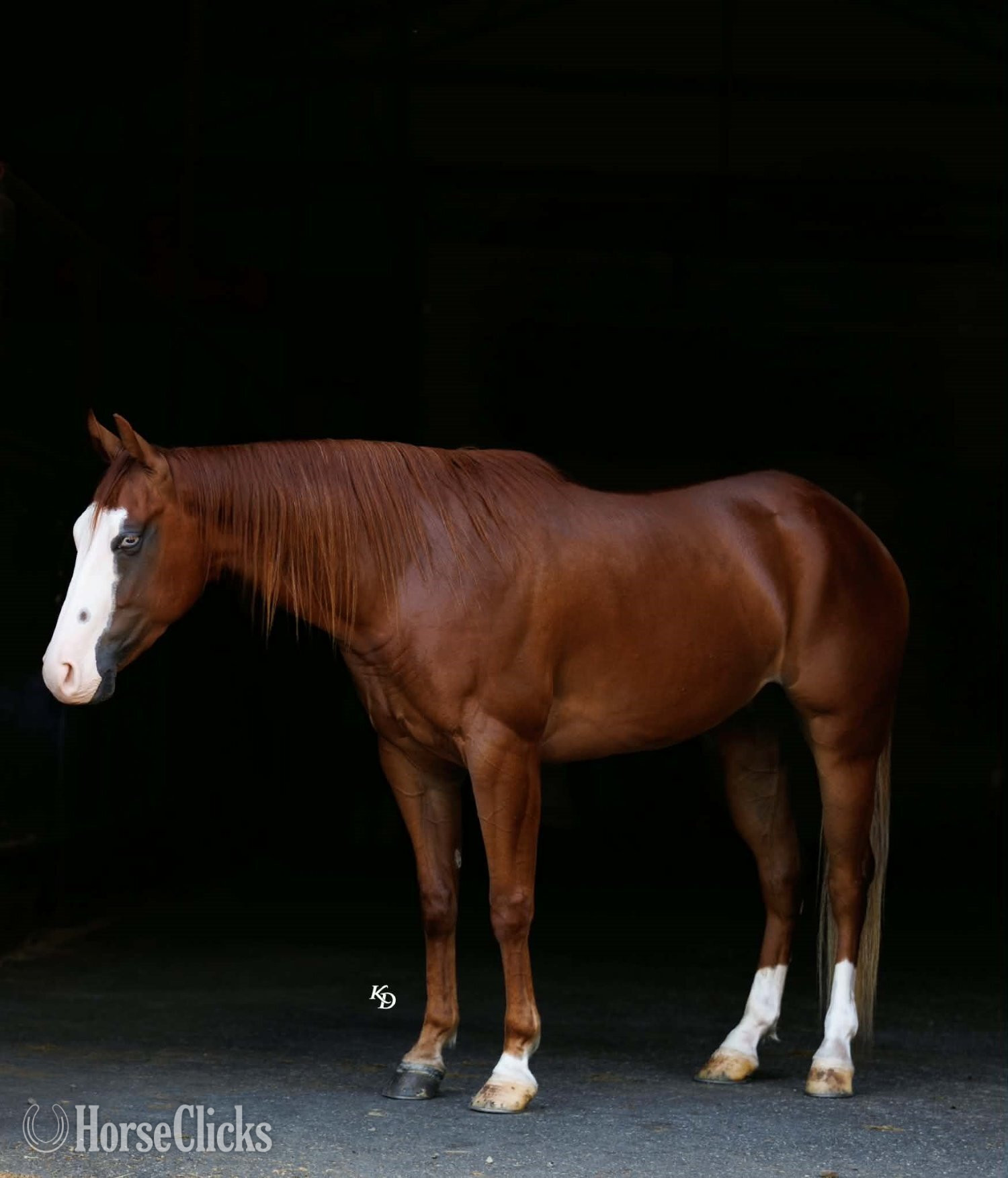 "Bugsy" Sorrel Gelding Quarter Pony