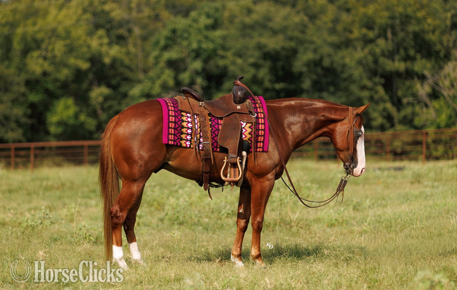 Arkansas "Bugsy" Sorrel Gelding Quarter Pony