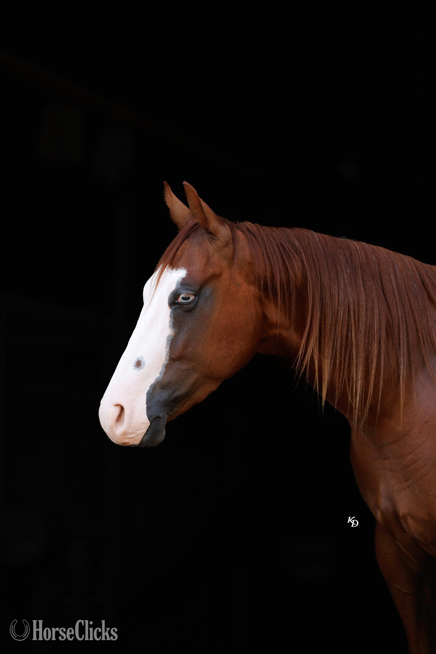 "Bugsy" Sorrel Gelding Quarter Pony - Quarter Pony in Arkansas