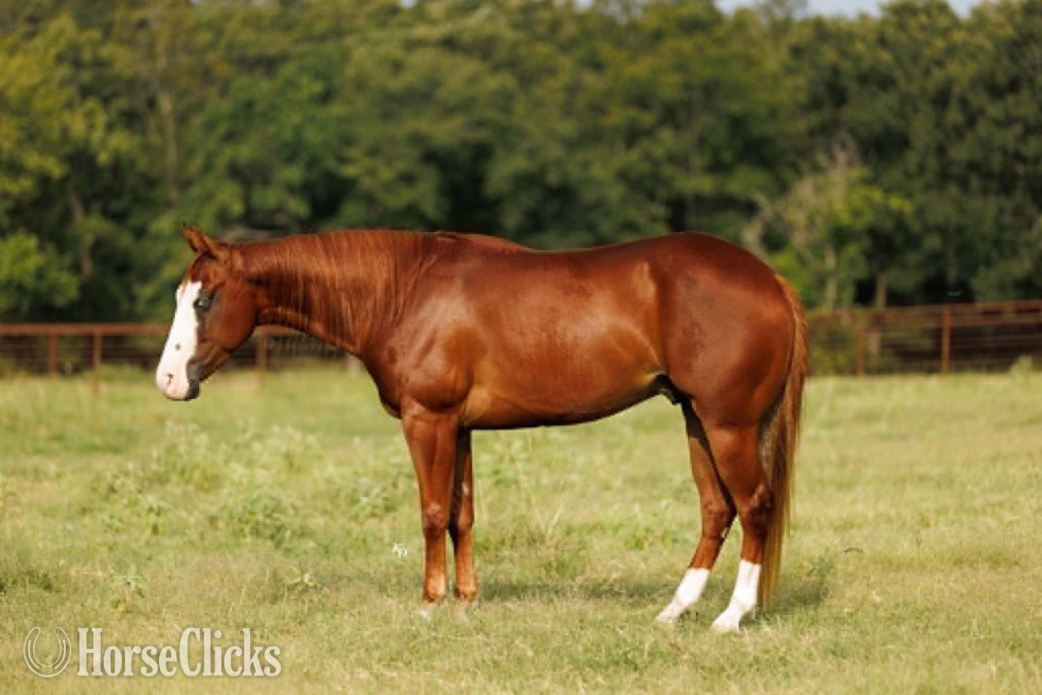 Quarter Pony - "Bugsy" Sorrel Gelding Quarter Pony in Arkansas