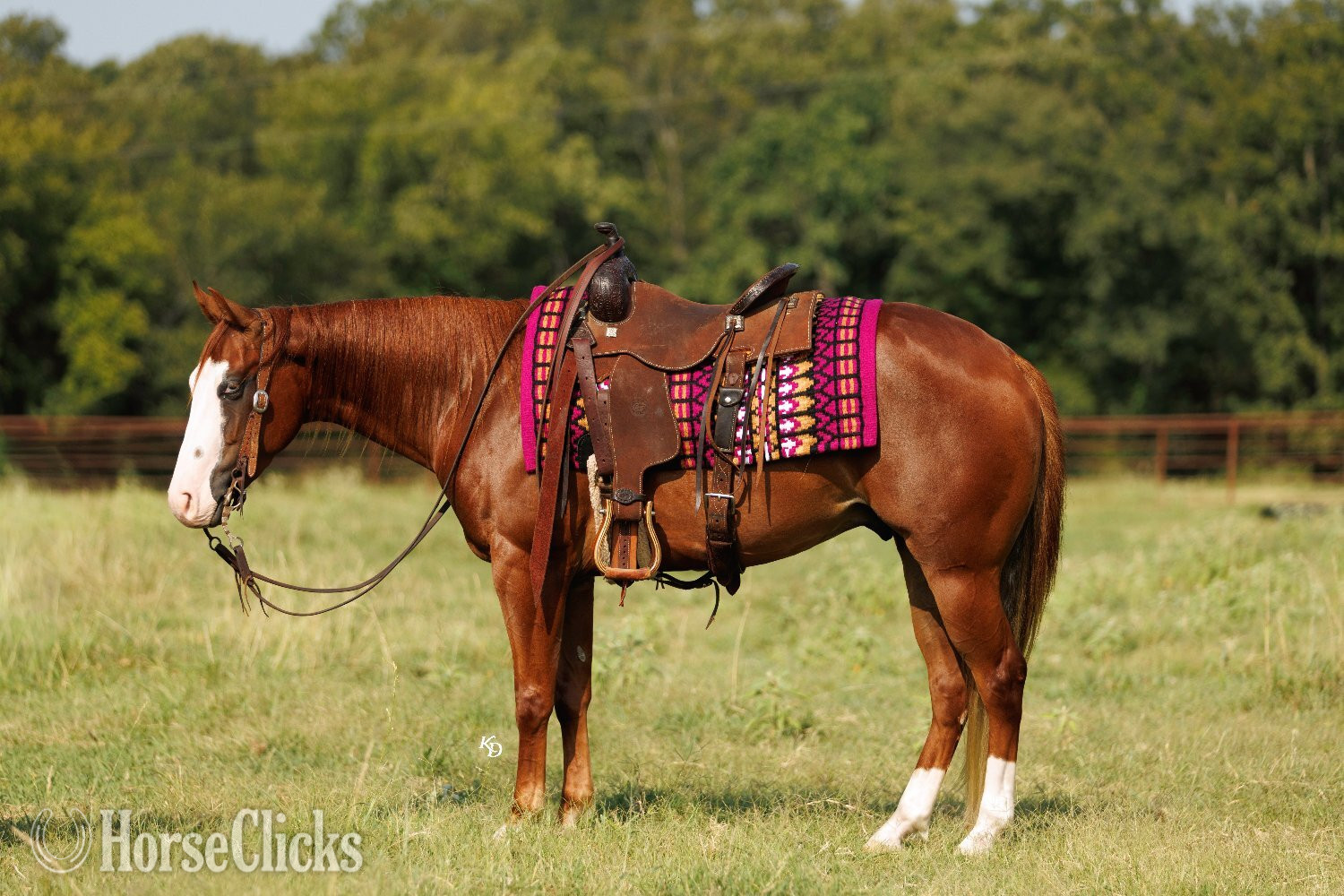 Quarter Pony - "Bugsy" Sorrel Gelding Quarter Pony