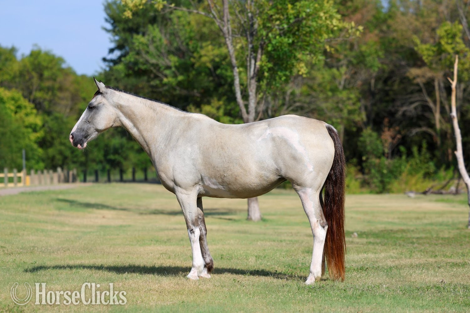 "MELODY" Tabiano Mare Spotted Saddle