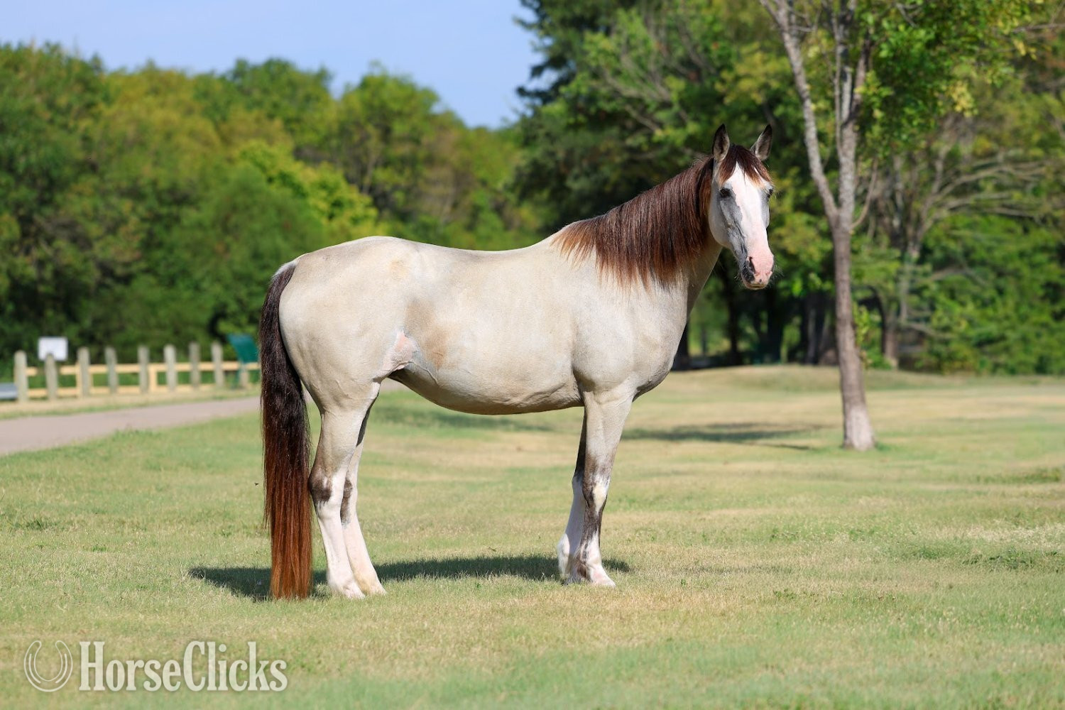 Texas "MELODY" Tabiano Mare Spotted Saddle