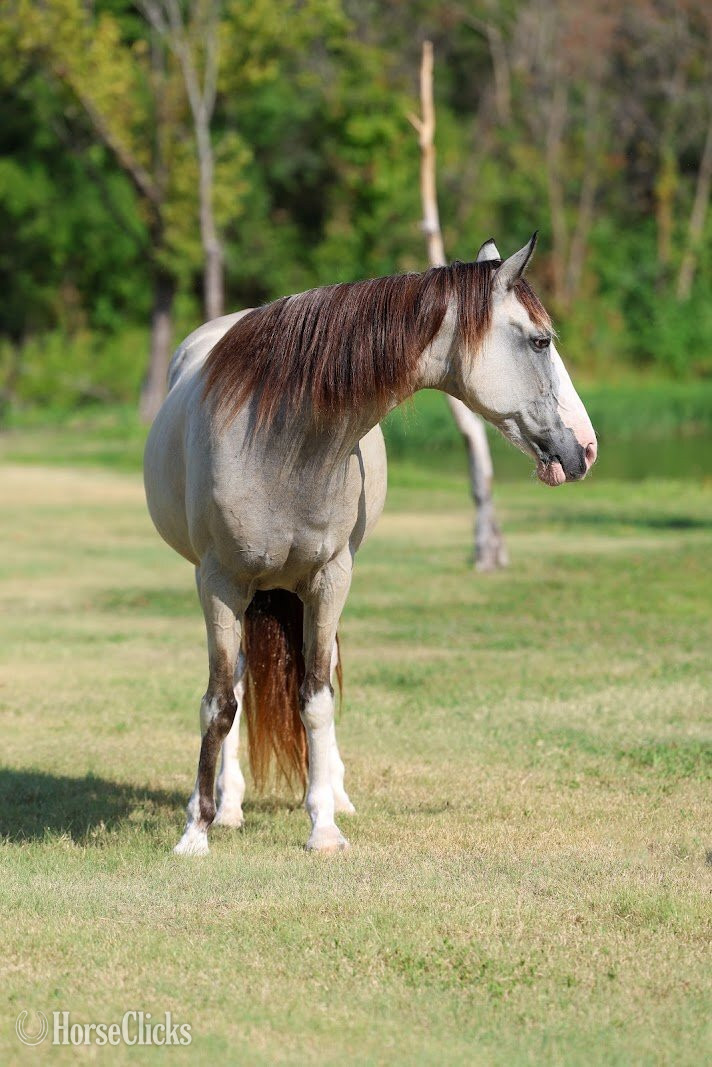 "MELODY" Tabiano Mare Spotted Saddle - Spotted Saddle in Texas