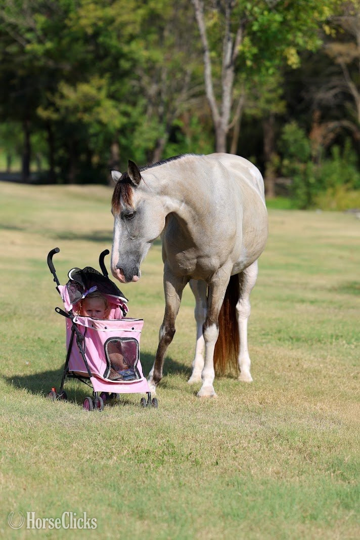 "MELODY" Tabiano Mare Spotted Saddle - Spotted Saddle
