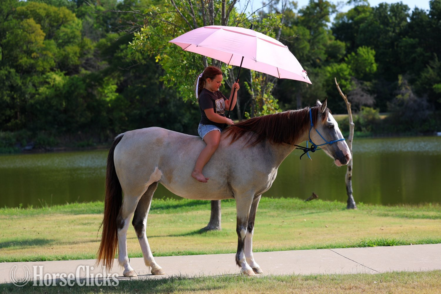 Spotted Saddle - "MELODY" Tabiano Mare Spotted Saddle