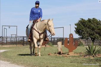 "Maximus"  Gelding Quarter Horse