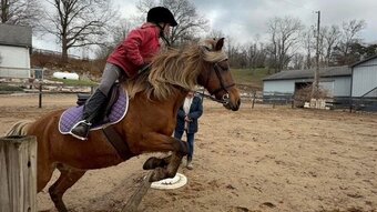 "Piper" Silver Bay Mare Pony